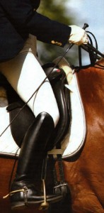horse
