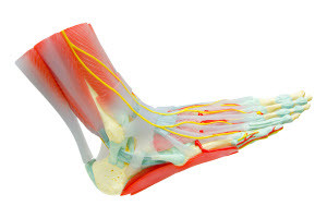 achilles tendon